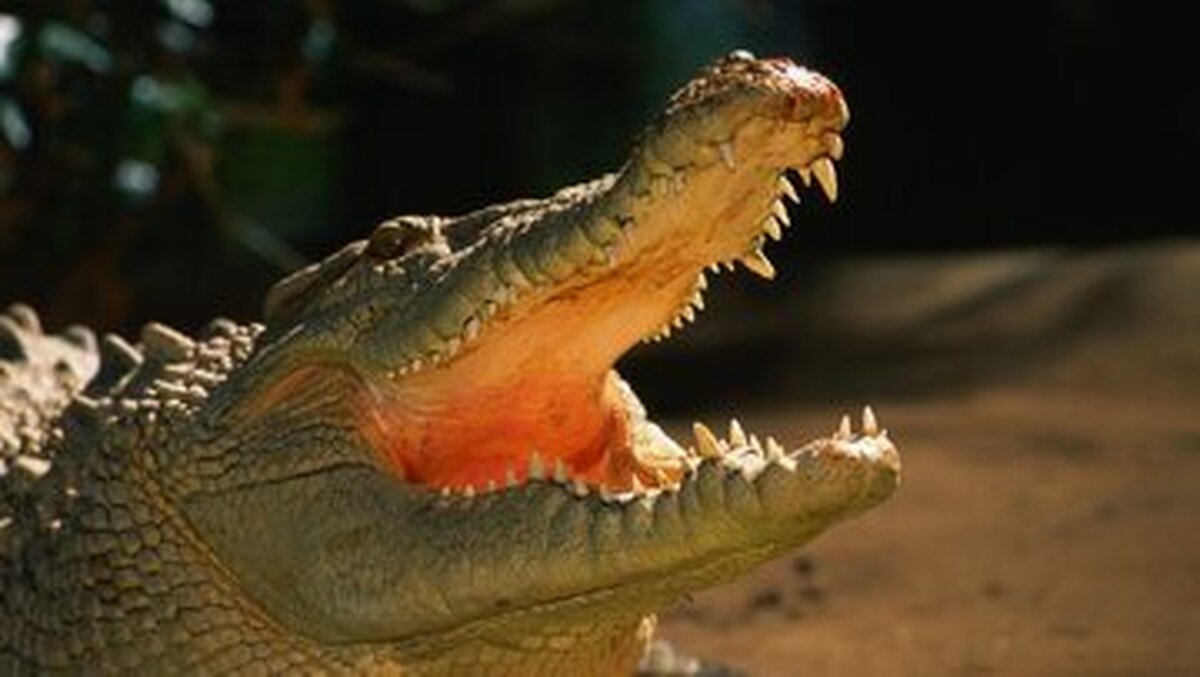 تمساح آدم‌خوار در استرالیا جنجال به‌پا کرد