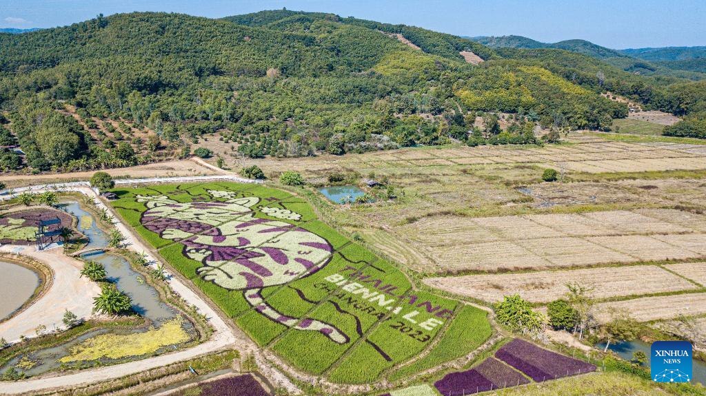 مزارع برنج خاص در کشور تایلند