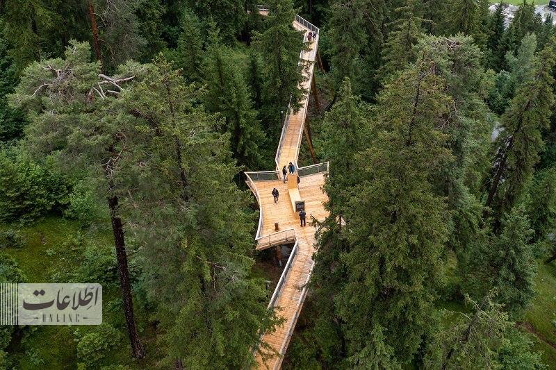سوئیسی ها طولانی ترین مسیر روی درختان را ساختند +تصاویر