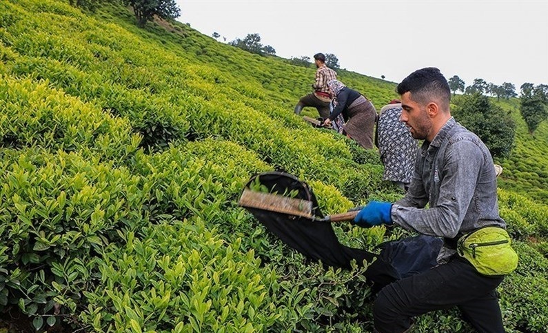 - اصلاح کل باغات چای با ارقامی کمتر از تخلف «دبش» ممکن بود