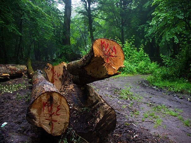 - درختان جنگلی آمل به دست اتباع بیگانه قاچاق شدند!