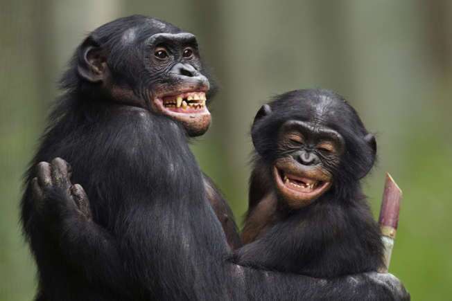 کشف جدید درباره شامپانزه‌ها انسان را شگفت زده کرد