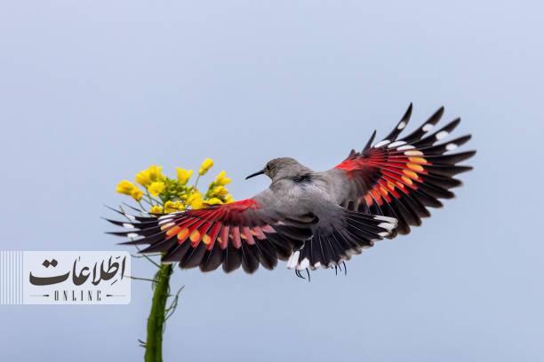 عکس/ این پرنده بعد از طاووس زیباترین پرنده جهان است