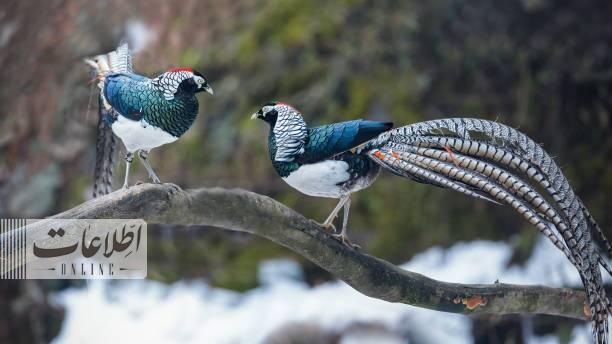 عکس/ این پرنده بعد از طاووس زیباترین پرنده جهان است