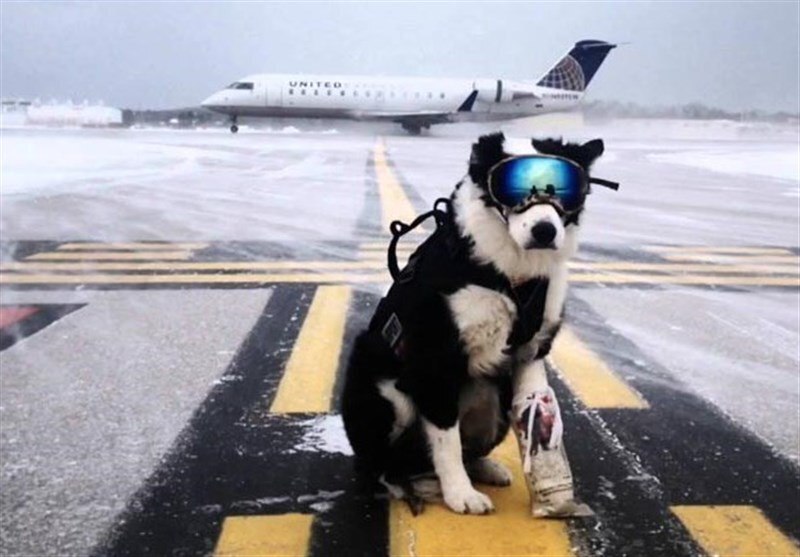 - سگ‌ها مانع از فرود هواپیما در فرودگاه مهرآباد شدند