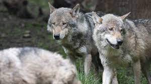 - گرگ‌های این منطقه هسته‌ای در برابر سرطان واکسینه شدند!