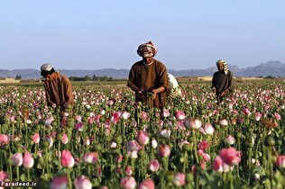 - ماجرای ضرر یک میلیارد دلاری طالبان به کشاورزان چه بود؟