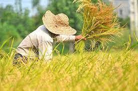 دستور ۴۰ هزار میلیاردی رئیسی برای خرید برنج مازندران