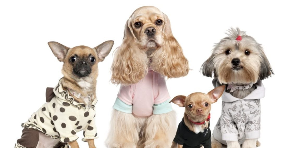 - لباس‌های لاکچری برای سگ‌ها فضای مجازی را به هم ریخت