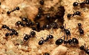 - مورچه‌ها زمین‌های کشاورزی را زیر و رو می‌کنند