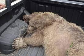 عوامل مرگ یک خرس به حبس محکوم شدند