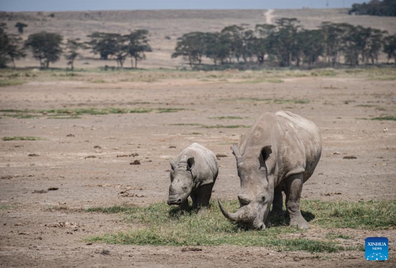حیات وحش در پارک ملی دریاچه ناکورو در کنیا