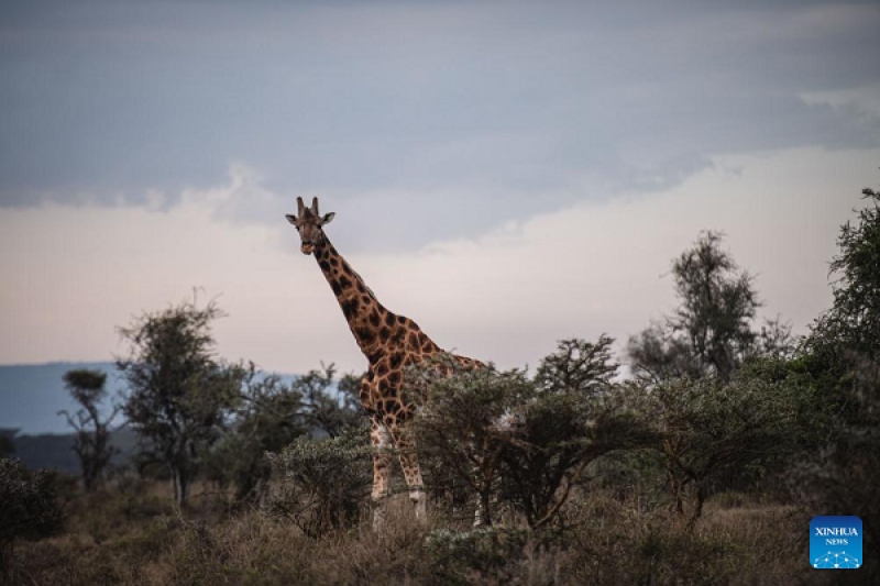 حیات وحش در پارک ملی دریاچه ناکورو در کنیا