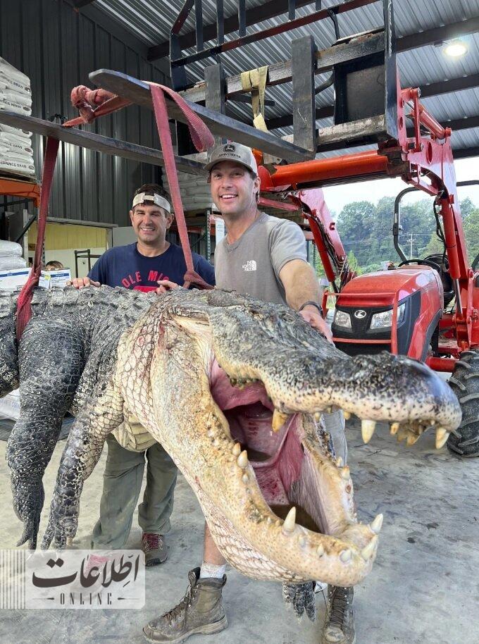 شکار بزرگترین تمساح تاریخ یک رودخانه در آمریکا +تصاویر