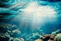 آیا نور خورشید اعماق اقیانوس را روشن می‌کند؟
