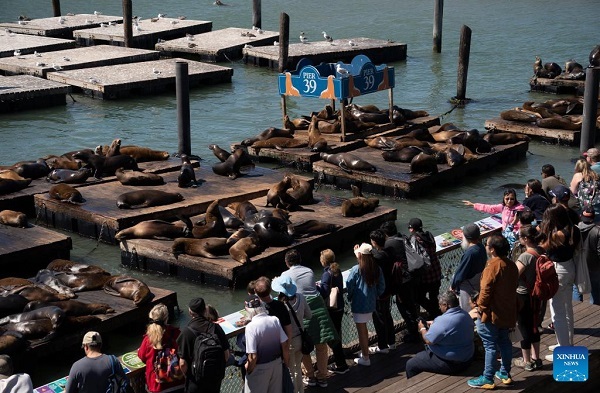 وقتی شیر‌های دریایی سانفرانسیسکو آفتاب می‌گیرند +تصاویر