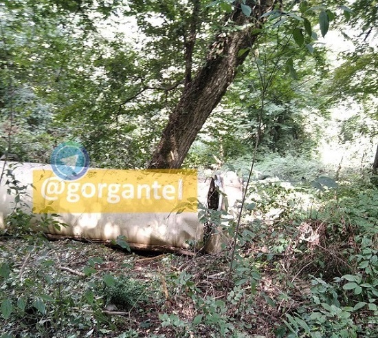موشک سرگردان در جنگل پیدا شد +عکس