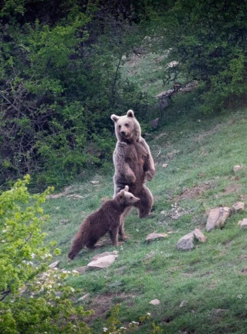 تصویری زیبا و متفاوت از یک خرس مادر در ارتفاعات مازندران