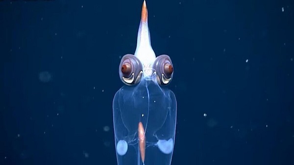 کشف یک ماهی عجیب در اعماق آب‌ها + عکس