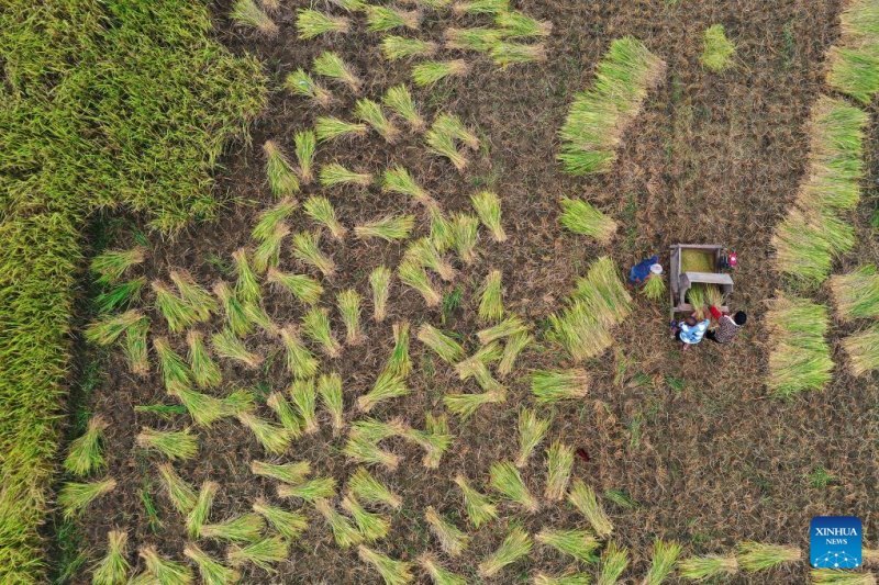 با کشاورزان چینی در برداشت پاییزی همراه شوید +تصاویر