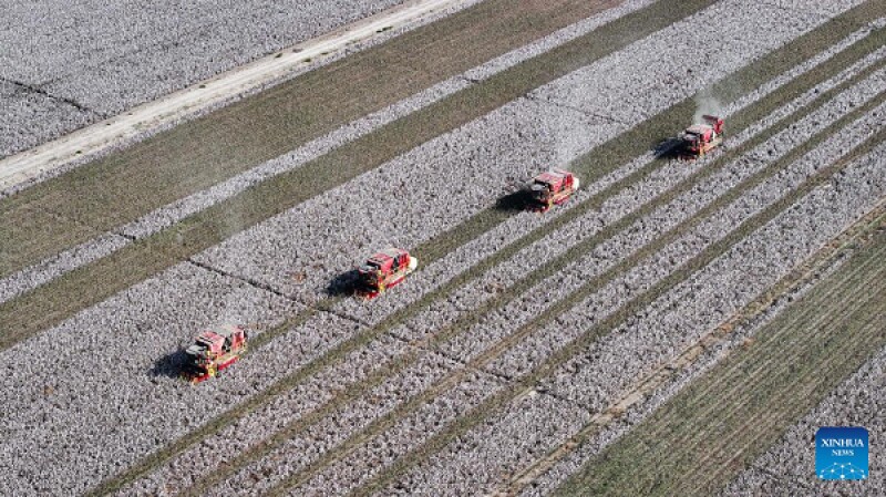 تصاویری از برداشت پنبه در مزارع چین را ببینید