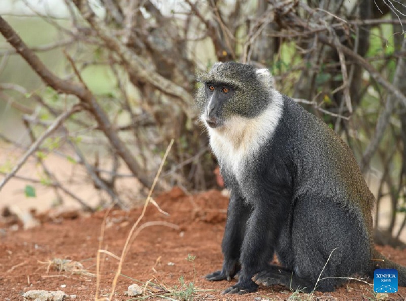 لحظاتی با این تصاویر در حیات وحش نایروبی قدم بزنید