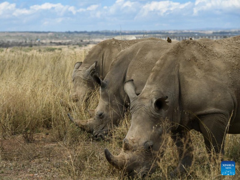 لحظاتی با این تصاویر در حیات وحش نایروبی قدم بزنید