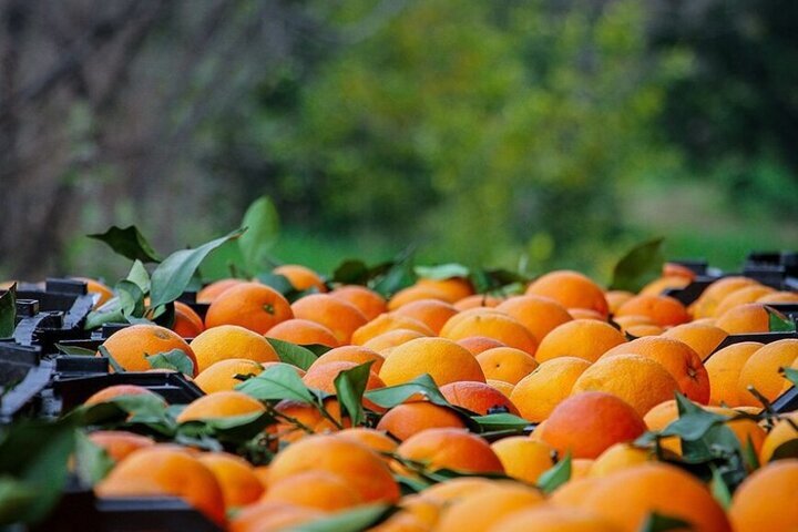 - نارنگی و پرتقال مازندران با قسم حضرت عباس!
