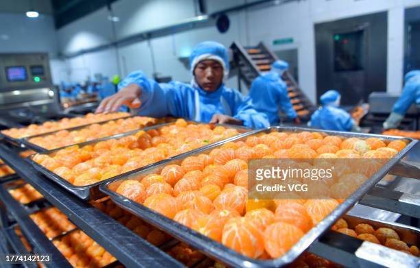 تصاویری از آماده سازی و تهیه کنسرو پرتقال در چین