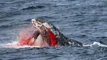 - رفتار‌های عجیبی که ثابت می‌کند نهنگ‌های قاتل باهوش‌تر شده‌اند!