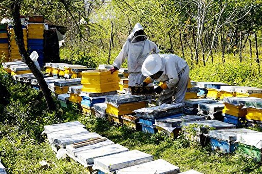 - مافیای شکر چه بلایی بر سر صنعت زنبورداری ایران آورد؟