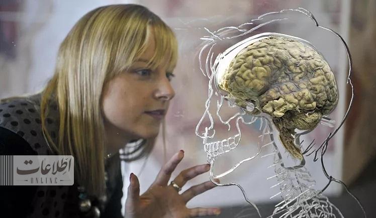 - چه تفاوتی بین مغز زنان و مردان وجود دارد و کدامیک برتر هستند؟