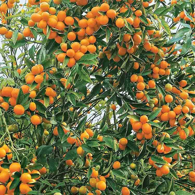- درخت پرتقال منتظر است