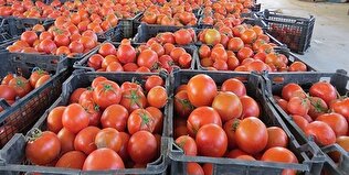 گوجه فرنگی.افزایش قیمت گوجه فرنگی - گوجه فرنگی در رقابت با دلار پیروز شد!