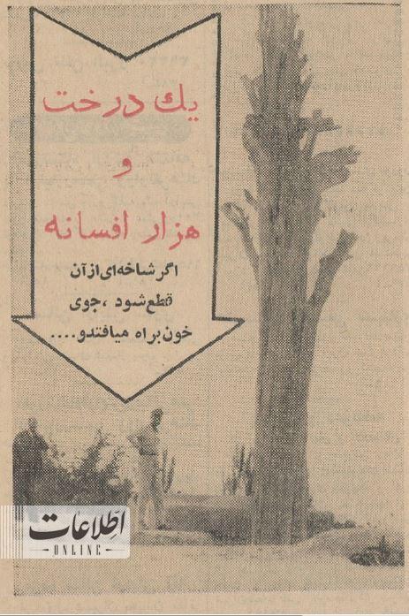 درختی که از شاخه‌هایش خون می‌چکد+ عکس و خبر