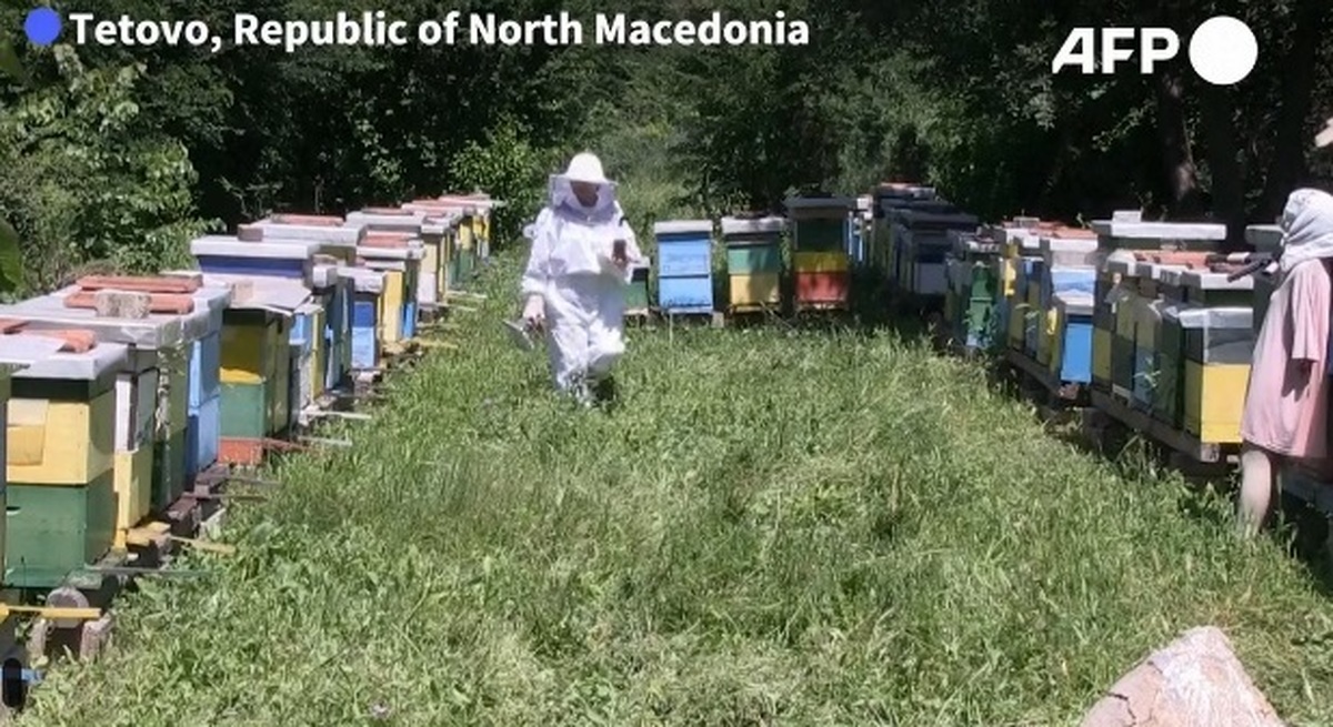 ویدئو| تغییرات آب‌وهوایی تولید عسل طبیعی را نصف کرد!