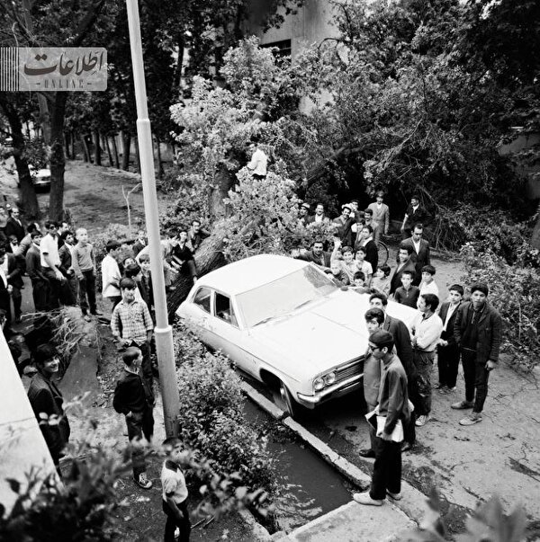 توفان درخت‌های تهران را از ریشه درآورد! +تصاویر