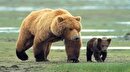 خرس قهوه‌ای در پارک ملی سمنان به آب تنی رفت +ویدئو