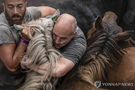 تصاویر تکان‌دهنده از رام‌کردن اسب‌های وحشی در اسپانیا!