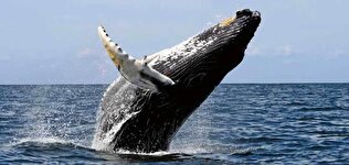 تا بحال نهنگ گوژپشت دیده‌اید؟ +تصاویر