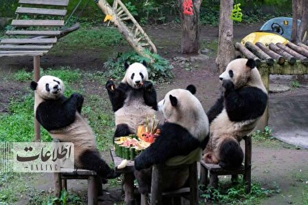تصاویر تماشایی از جشن تولد پانداها در چین!