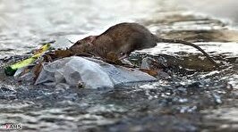 جولان موش‌ها در جوی‌های آب